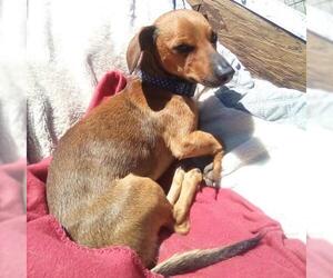 Dachshund Dogs for adoption in Apple Valley, CA, USA