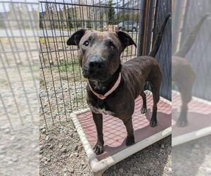 American Pit Bull Terrier-Unknown Mix Dogs for adoption in Frisco, CO, USA