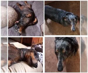 Dachshund Dogs for adoption in Boonville, MO, USA