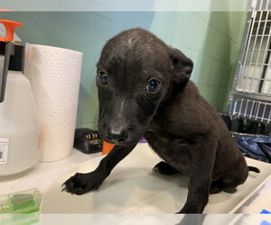 Labrador Retriever-Unknown Mix Dogs for adoption in Grand Prairie, TX, USA
