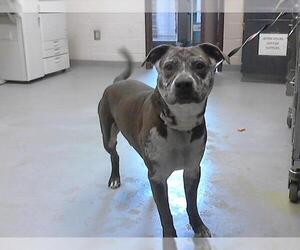 American Bulldog Dogs for adoption in Fayetteville, NC, USA