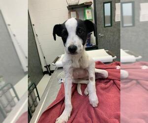 Border Collie Dogs for adoption in Corpus Christi, TX, USA