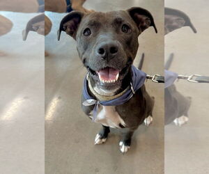 American Pit Bull Terrier-Unknown Mix Dogs for adoption in Germantown, OH, USA