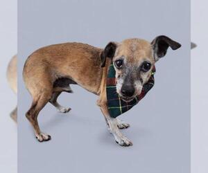 Chihuahua Dogs for adoption in Bakersfield, CA, USA