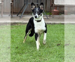Mutt Dogs for adoption in Great Bend, KS, USA