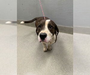 American Pit Bull Terrier-Basset Hound Mix Dogs for adoption in Las Vegas, NV, USA
