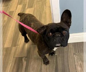 French Bulldog Dogs for adoption in HESPERIA, CA, USA