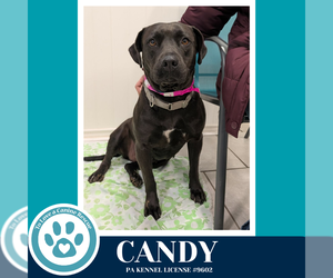 Labrador Retriever-Unknown Mix Dogs for adoption in Kimberton, PA, USA