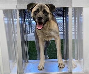 Akita-Unknown Mix Dogs for adoption in Grand Prairie, TX, USA