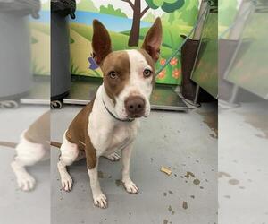 American Pit Bull Terrier-Unknown Mix Dogs for adoption in Waco, TX, USA