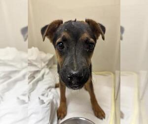 Chihuahua-Unknown Mix Dogs for adoption in Las Vegas, NV, USA