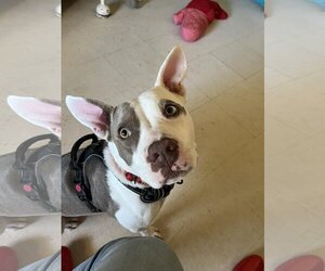 American Staffordshire Terrier-Unknown Mix Dogs for adoption in Sheboygan, WI, USA