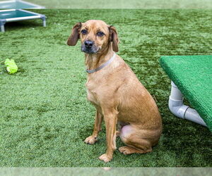 Chihuahua-Unknown Mix Dogs for adoption in Pasadena, CA, USA