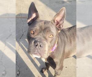Free-Lance Bulldog Dogs for adoption in Stockton, CA, USA