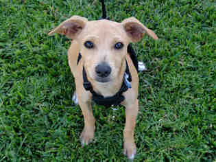 Chiweenie Dogs for adoption in San Clemente, CA, USA