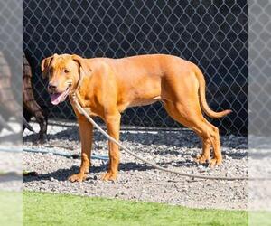 Medium Photo #1 Unknown-Vizsla Mix Puppy For Sale in Camarillo, CA, USA