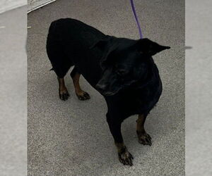 Chihuahua Dogs for adoption in San Bernardino, CA, USA