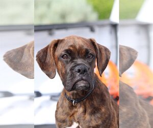 Boxer Dogs for adoption in Kuna, ID, USA
