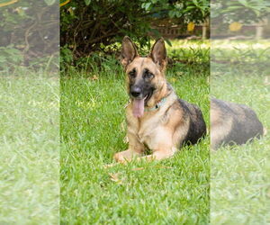 German Shepherd Dog Dogs for adoption in Montgomery, AL, USA