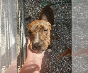Plott Hound-Unknown Mix Dogs for adoption in garner, NC, USA