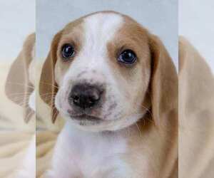 Mutt Dogs for adoption in Kennesaw, GA, USA
