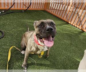 American Pit Bull Terrier-Unknown Mix Dogs for adoption in Las Vegas, NV, USA