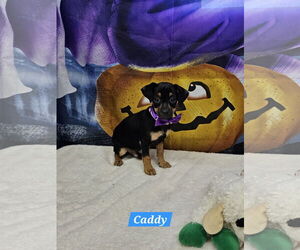 Dachshund-Unknown Mix Dogs for adoption in Metairie, LA, USA