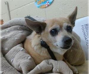 Chihuahua Dogs for adoption in Downey, CA, USA