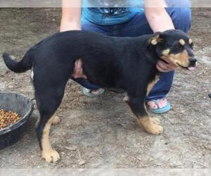 Shepweiller Dogs for adoption in Leesville, SC, USA
