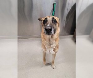 Mutt Dogs for adoption in Fairbanks, AK, USA