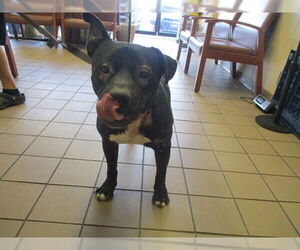 American Pit Bull Terrier Dogs for adoption in Ocala, FL, USA