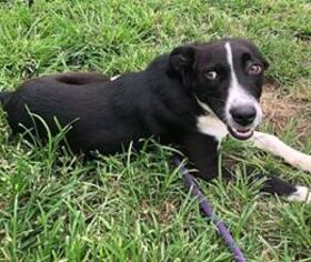 Small Border Collie-Pointer Mix