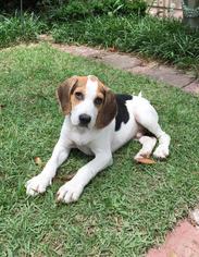 Beagle-Unknown Mix Dogs for adoption in GREENLAWN, NY, USA