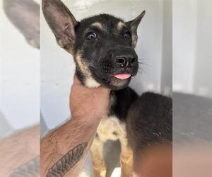 German Shepherd Dog Dogs for adoption in Houston, TX, USA