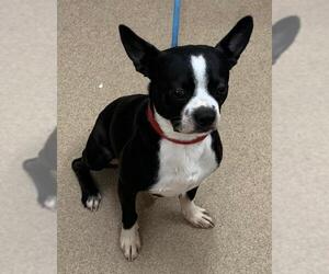 Boston Terrier-Unknown Mix Dogs for adoption in Zanesville, OH, USA