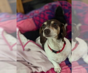 Dachshund Dogs for adoption in Los Angeles, CA, USA