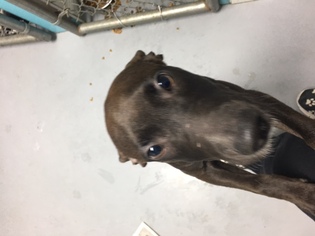 Great Dane Dogs for adoption in Troy, IL, USA