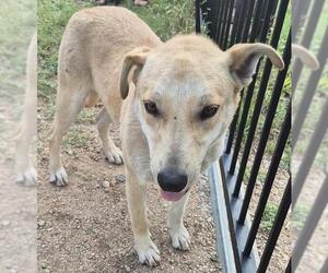 Labrador Retriever-Unknown Mix Dogs for adoption in San Antonio, TX, USA