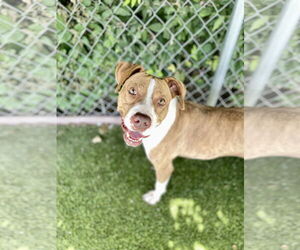 Mutt Dogs for adoption in Rowlett, TX, USA