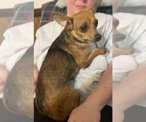 Chihuahua-Unknown Mix Dogs for adoption in New York, NY, USA