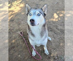 Siberian Husky Dogs for adoption in Sacramento, CA, USA