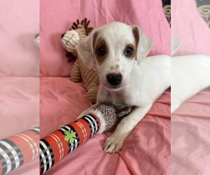 Jack Russell Terrier Dogs for adoption in NYC, NY, USA