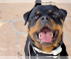 Rottweiler Dogs for adoption in Gilbert, AZ, USA