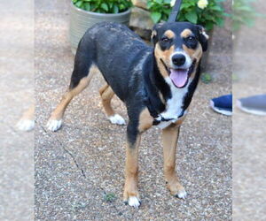 Mutt Dogs for adoption in Enfield, CT, USA