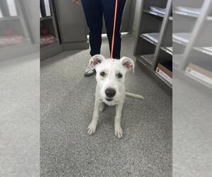 Parson Russell Terrier-Unknown Mix Dogs for adoption in Pasadena, TX, USA