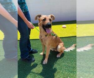 German Shepherd Dog-Unknown Mix Dogs for adoption in Stockton, CA, USA
