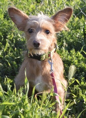 Medium Photo #553 Mutt Puppy For Sale in Palo Alto, CA, USA