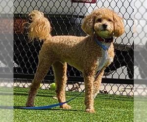 Poodle (Miniature) Dogs for adoption in Clyde, NC, USA