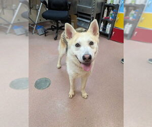 Siberian Husky-Unknown Mix Dogs for adoption in Ogden, UT, USA
