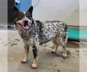 Mutt Dogs for adoption in Camarillo, CA, USA